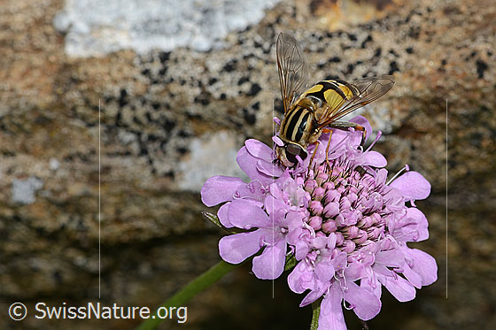 Photo: Helophilus trivittatus on Scabiosa lucida. Length 16mm. Female. Wings half open. View diagonally from the front.