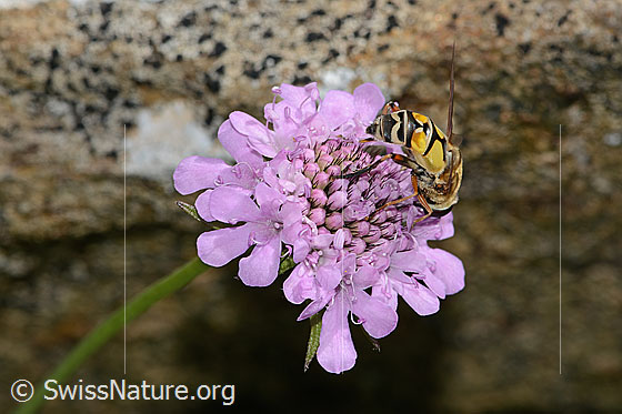Photo: Helophilus trivittatus on Scabiosa lucida. Length 16mm. Female. Wings half open. View diagonally from behind.