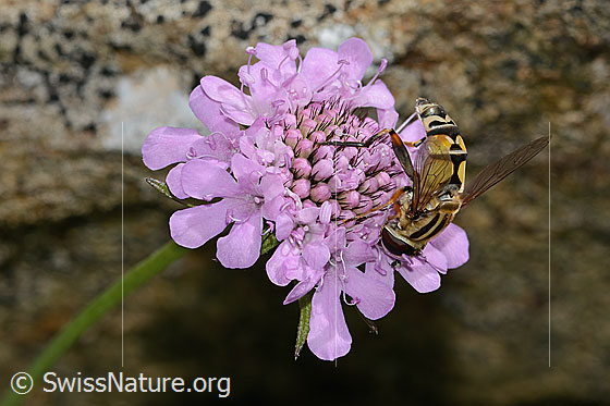 Photo: Helophilus trivittatus on Scabiosa lucida. Length 16mm. Female. Wings half open. View from the side above.