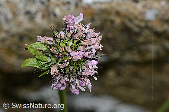Photo: Scabiosa lucida. Faded blossom.