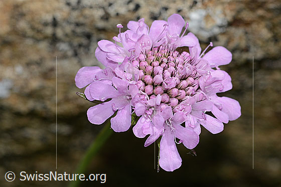 Photo: Scabiosa lucida. Blossom.
