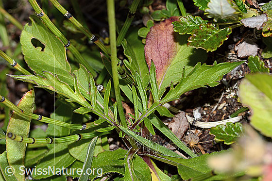 Photo: Scabiosa lucida. Stem leaves and basic leaves.