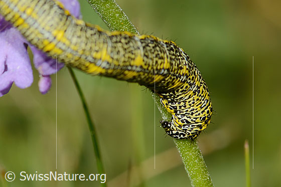 Photo: Caterpillar of Lycia alpina on Scabiosa lucida. Abdomen and feet from the side.

Caterpillar
Lat.: Lycia alpina
Family: Geometridae
Subfamily: Ennominae
Genus: Lycia

Flower
Lat.: Scabiosa lucida
Family: Caprifoliaceae
Subfamily: Dipsacaceae
Genus: Scabiosa