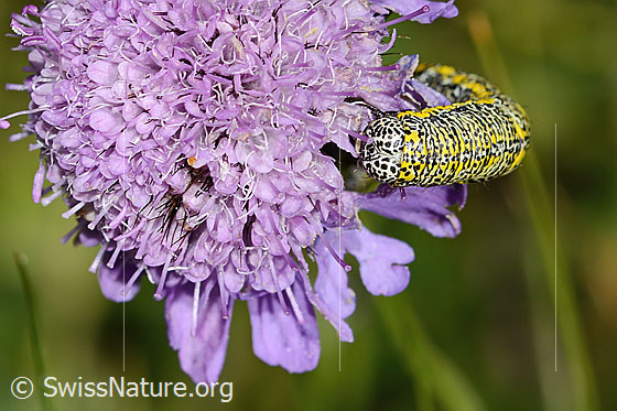 Photo: Caterpillar of Lycia alpina on Scabiosa lucida. View from the front.
