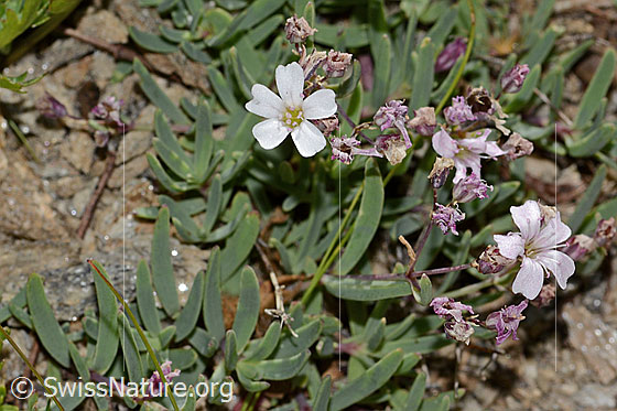 Photo: Gypsophila repens. Whole plant (habiti). View from above.