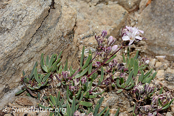 Foto: Kriechendes Gipskraut (Gypsophila repens). Ganze Pflanze (Habitus). Ansicht von der Seite.