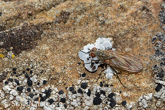 Photo: Probably Botanophila fugax (Fly). Length 6mm. Female. Asnicht from above.
