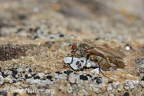 Photo: Probably Botanophila fugax (Fly). Length 6mm. Female. View from the side.