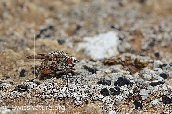 Photo: Probably Botanophila fugax (Fly). Length 6mm. Female. View diagonally from the front.