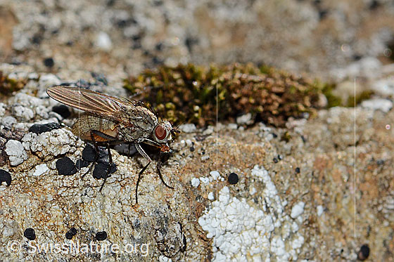 Photo: Probably Botanophila fugax (Fly). Length 6mm. Female. View from side front.