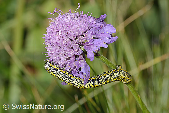Photo: Caterpillar of Lycia alpina on Scabiosa lucida. View from the side.