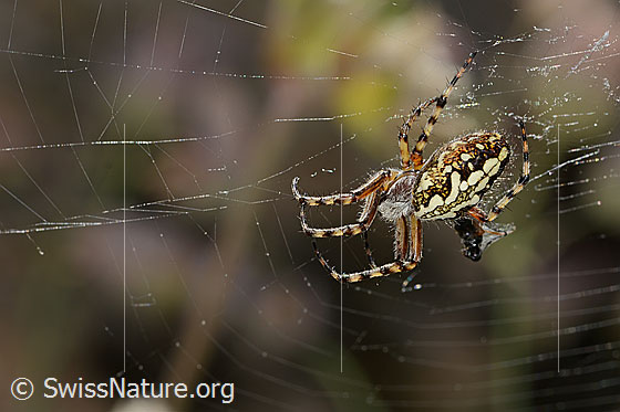 Foto: Eichblatt-Radspinne (Aculepeira ceropegia). Ansicht von schräg oben.