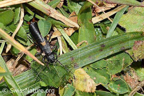 Photo: Anechura bipunctata. Length 11mm. Nymph. View from top front.