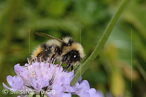 Photo: Probably Bombus pyrenaeus on Scabiosa lucida. Length 20mm. Queen. View diagonally from the front.