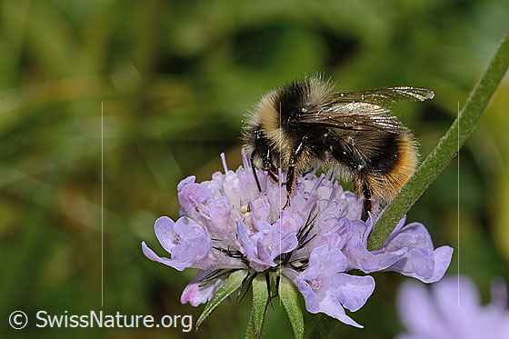 Photo: Probably Bombus pyrenaeus on Scabiosa lucida. Length 20mm. Queen. View from the side.