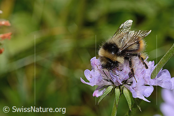 Photo: Probably Bombus pyrenaeus on Scabiosa lucida. Length 20mm. Queen. View from side front oben.