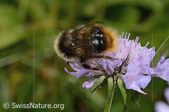 Photo: Probably Bombus pyrenaeus on Scabiosa lucida. Length 20mm. Queen. View from above.