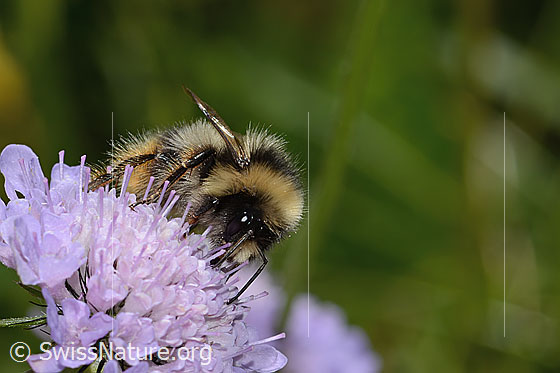 Photo: Probably Bombus pyrenaeus on Scabiosa lucida. Length 20mm. Queen. View diagonally from the front.