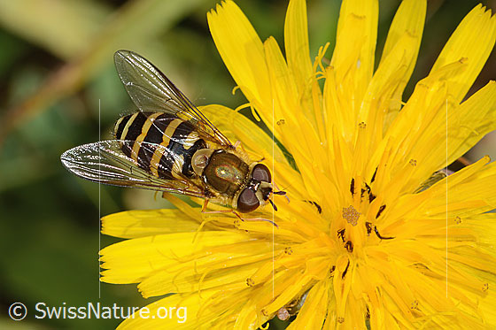Foto: Behaarte Schwebfliege (Syrphus torvus) auf Gewöhnlichem Rauen Milchkraut (Leontodon hispidus ssp. hispidus). Länge 12mm. Weibchen.  Ansicht von oben.