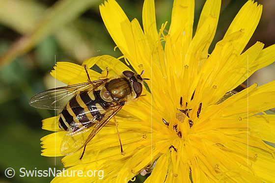 Photo: Syrphus torvus on Leontodon hispidus ssp. hispidus. Length 12mm. Female. View from the side above.