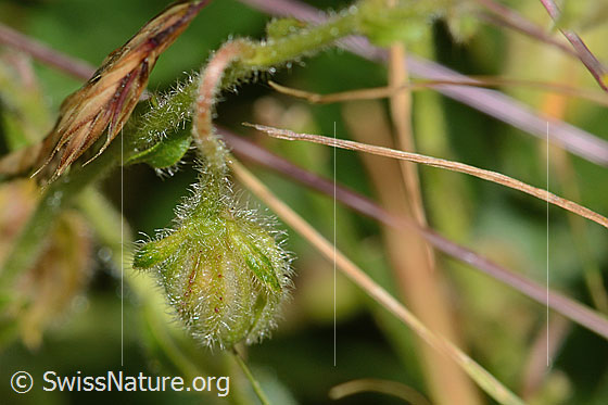 Photo: Probably Helianthemum nummularium ssp. grandiflorum. Bud and sepals.