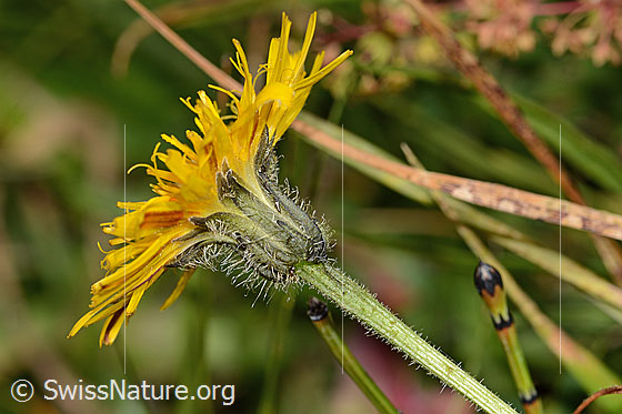 Photo: Probably Leontodon hispidus ssp. hispidus. Blossom and stem. View from the side.