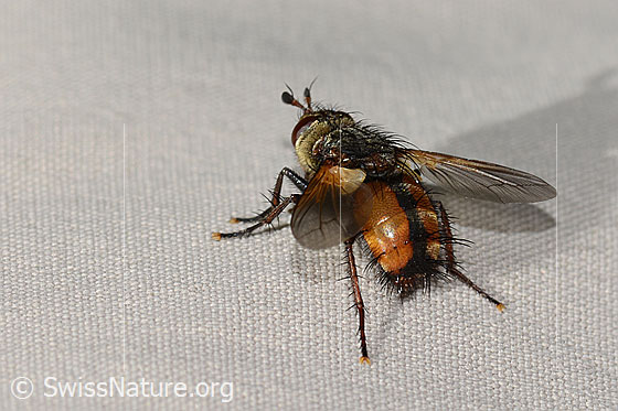 Photo: Peleteria ferina (Tachinidae). Length 10mm. View from the rear side at the top.
