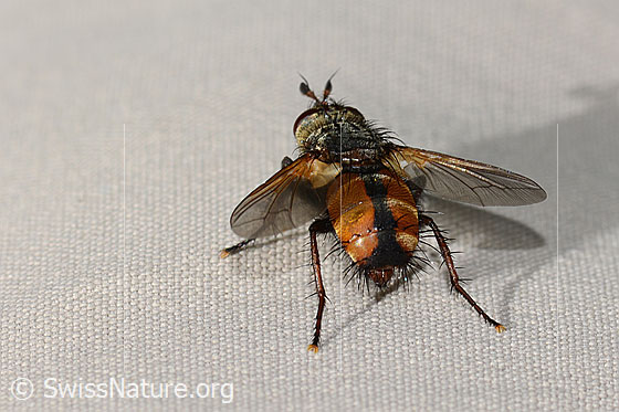 Photo: Peleteria ferina (Tachinidae). Length 10mm. View from behind top.