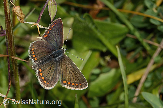 Photo: Probably Aricia artaxerxes. Wings open. View from above.
