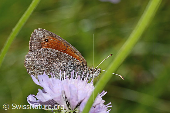 Photo: Erebia tyndarus on Scabiosa lucida. Wings closed. View from the side.
