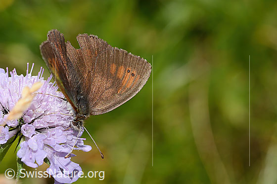 Photo: Erebia tyndarus on Scabiosa lucida. Wings half open. View from the side.