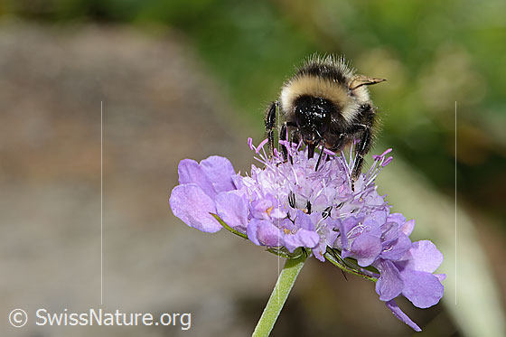 Photo: Probably Bombus pyrenaeus on Scabiosa lucida. Length 20mm. Queen. View from the front.