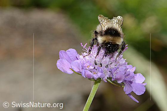 Photo: Probably Bombus pyrenaeus on Scabiosa lucida. Length 20mm. Queen. View from top front.