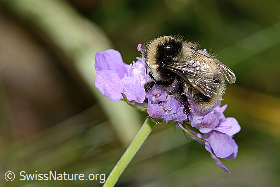 Photo: Probably Bombus pyrenaeus on Scabiosa lucida. Length 20mm. Queen. View from the side above.