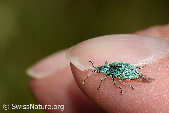 Photo: Phyllobius arborator. Length 6mm. View from the side.