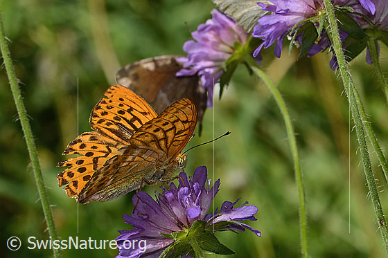 Photo: Argynnis paphia on Knautia dipsacifolia. Wings half open. View from the side.