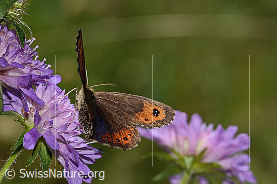 Foto: Wahrscheinlich Marmorierter Mohrenfalter (Erebia montana) auf Wald-Witwenblume (Knautia dipsacifolia). Flügel halb geöffnet. Ansicht von schräg hinten.