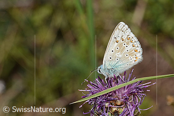 Foto: Wahrscheinlich Silbergrüner Bläuling (Lysandra coridon) auf Alpen-Flockenblume (Centaurea scabiosa ssp. alpestris). Flügel geschlossen. Ansicht von der Seite.