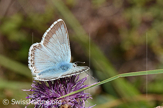 Foto: Wahrscheinlich Silbergrüner Bläuling (Lysandra coridon) auf Alpen-Flockenblume (Centaurea scabiosa ssp. alpestris). Flügel halb geschlossen. Ansicht von seitlich oben.
