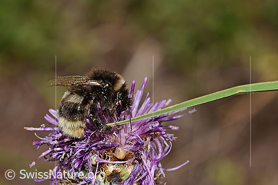Photo: Probably Bombus lucorum on Centaurea scabiosa ssp. alpestris. Length 16mm. View from the side at the back.