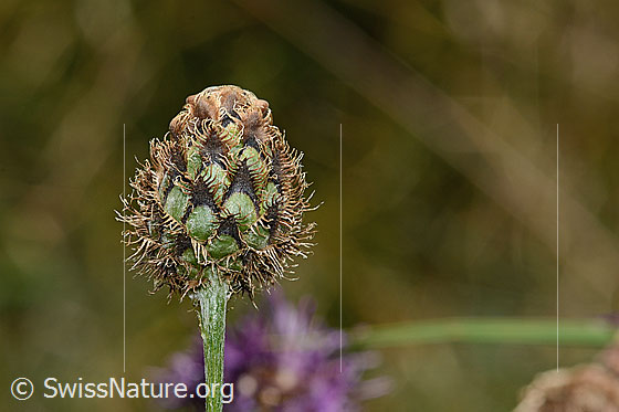 Foto: Alpen-Flockenblume (Centaurea scabiosa ssp. alpestris). Blüte verblüht.
