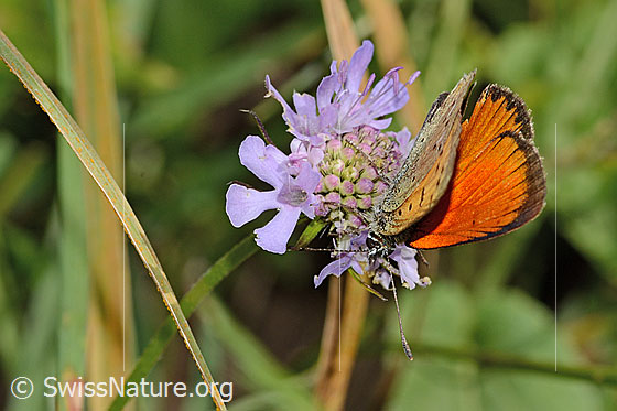 Foto: Dukatenfalter (Lycaena virgaureae) auf Glänzender Skabiose (Scabiosa lucida). Flügel geschlossen. Ansicht von seitlich oben.
