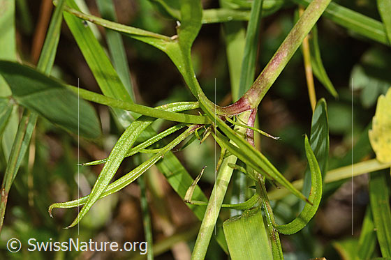 Photo: Scabiosa lucida. Stem and leaves.