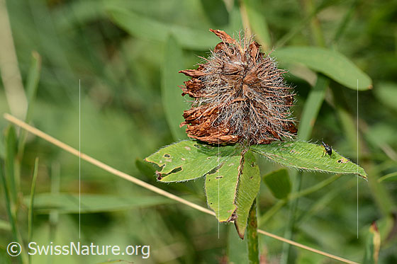 Photo: Trifolium pratense. Faded blossom.