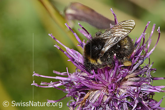 Foto: Wahrscheinlich Distelhummel (Bombus soroeensis) auf Alpen-Flockenblume (Centaurea scabiosa ssp. alpestris). Länge 15mm. Ansicht von seitlich vorne.