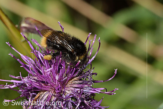 Foto: Wahrscheinlich Distelhummel (Bombus soroeensis) auf Alpen-Flockenblume (Centaurea scabiosa ssp. alpestris). Länge 15mm. Ansicht von der Seite.