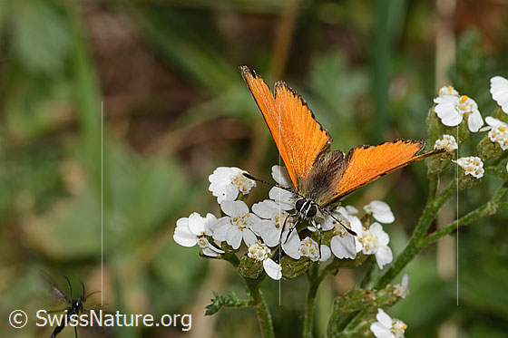 Foto: Dukatenfalter (Lycaena virgaureae) auf Gemeiner Schafgarbe (Achillea millefolium). Flügel geöffnet. Ansicht von vorne oben.