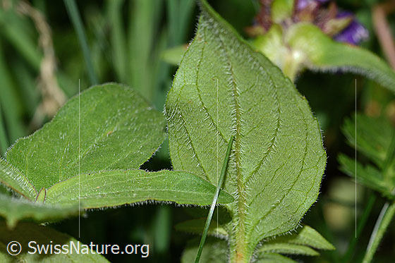 Foto: Wahrscheinlich Grossblütige Brunelle (Prunella grandiflora). Blattunterseite.
