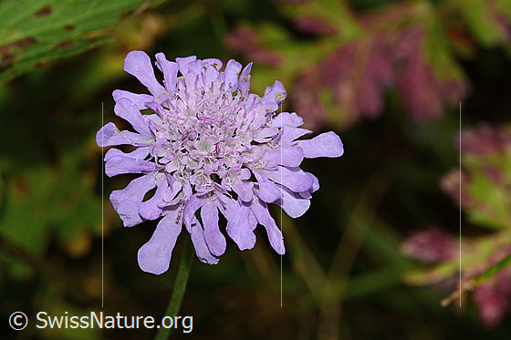 Photo: Scabiosa lucida. Blossom. View from above.