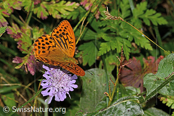 Photo: Argynnis paphia on Scabiosa lucida. Wings open. View from side back.